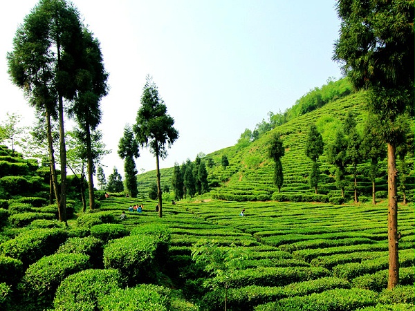 纳福礼-茶园远景