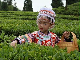 纳福礼-小朋友练习采茶